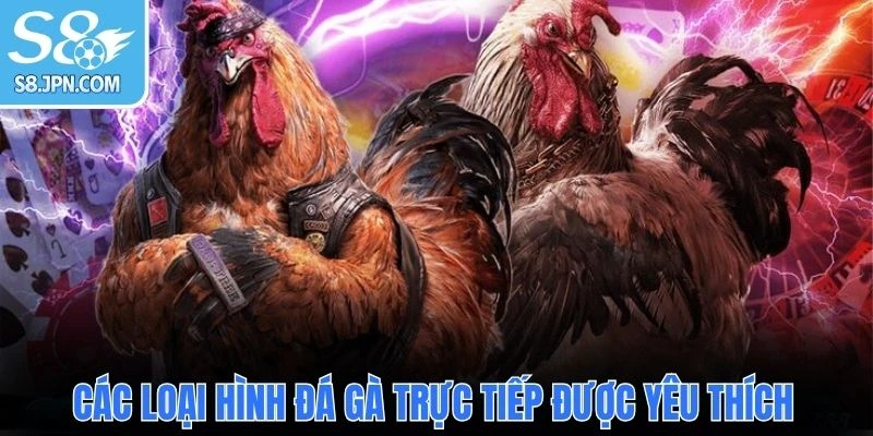 Các loại hình đá gà trực tiếp được yêu thích
