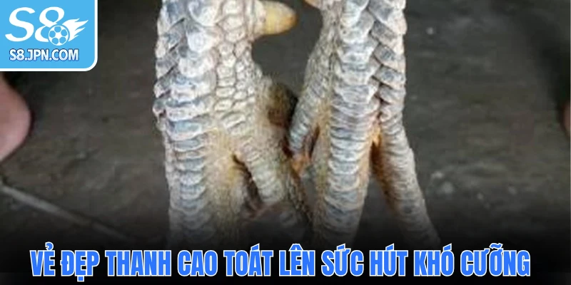 Vẻ đẹp thanh cao toát lên sức hút khó cưỡng